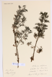 Artemisia abrotanum RCPGdnHerbarium  (1).JPG